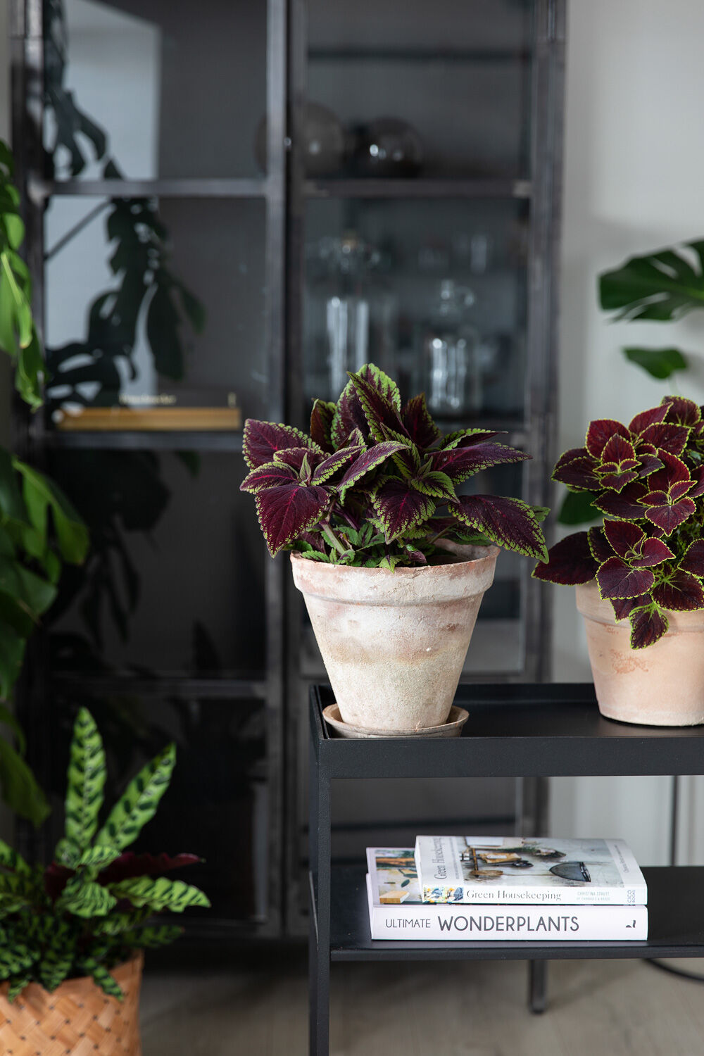 Coleus